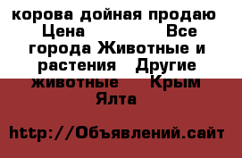 корова дойная продаю › Цена ­ 100 000 - Все города Животные и растения » Другие животные   . Крым,Ялта